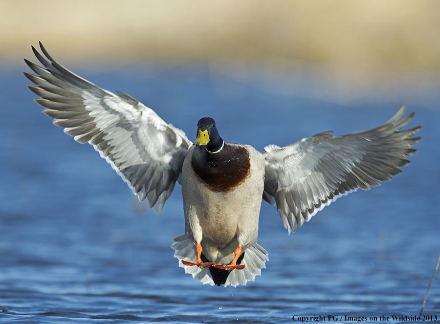 Mallard landing on water.