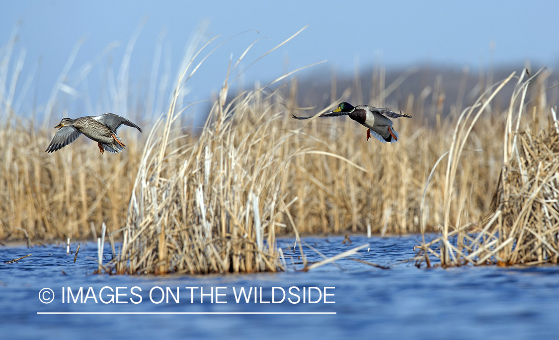 Mallards in flight.