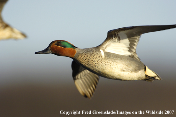 Green-winged teal duck