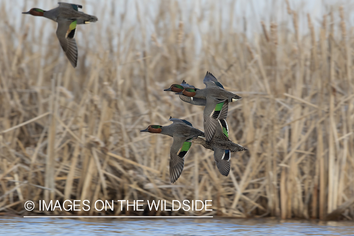 Green-winged Teal (whiffling) in flight.