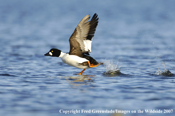 Barrow's Goldeneye duck