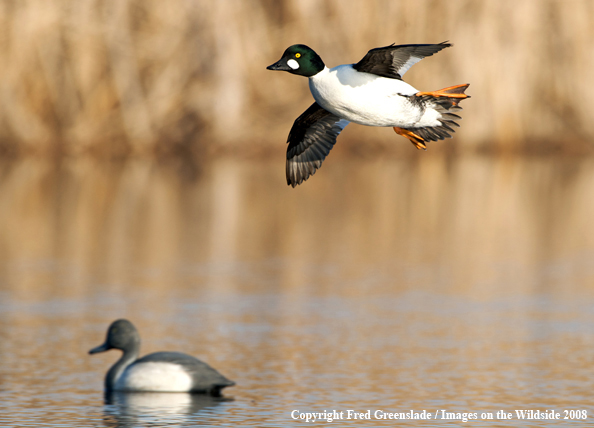 Common Goldeneye Duck