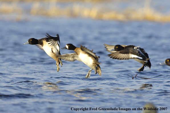 Lesser Scaup duck