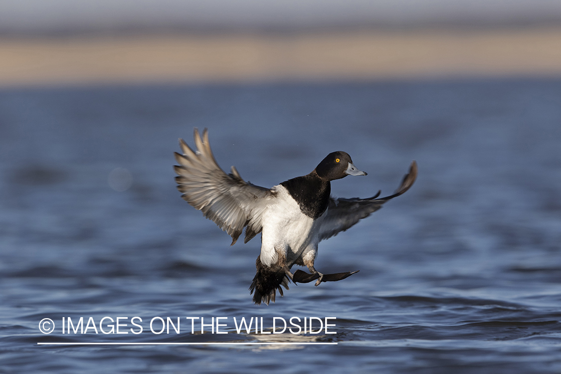 Lesser Scaup in flight.