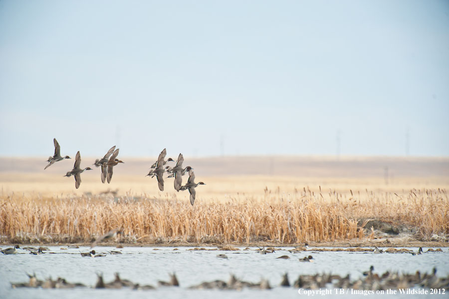 Pintail Ducks in wetland.