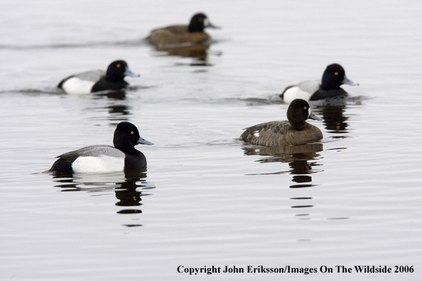 Greater scaup ducks in habitat.