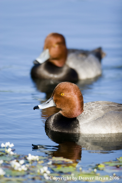 Redhead ducks.