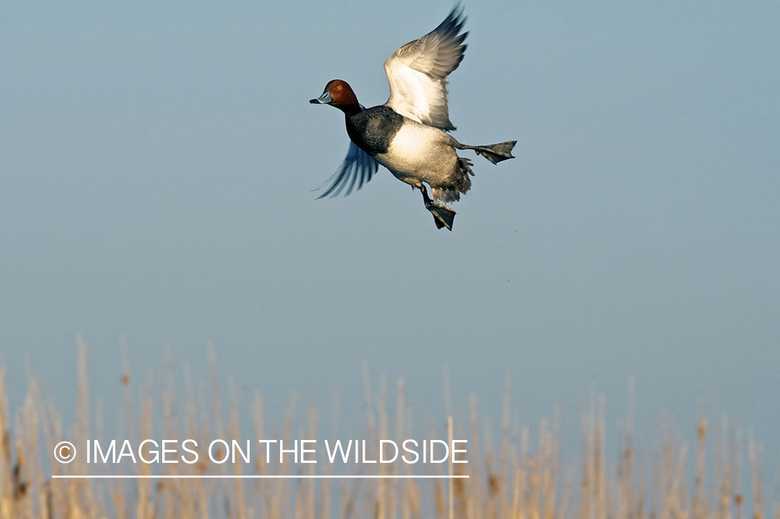 Redhead duck in flight. 