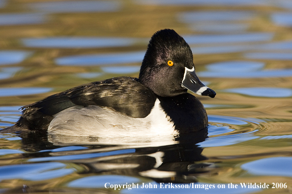 Ring-necked drake in habitat.