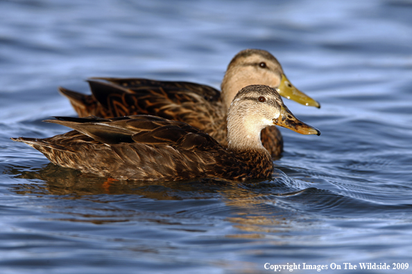 Mottled Ducks