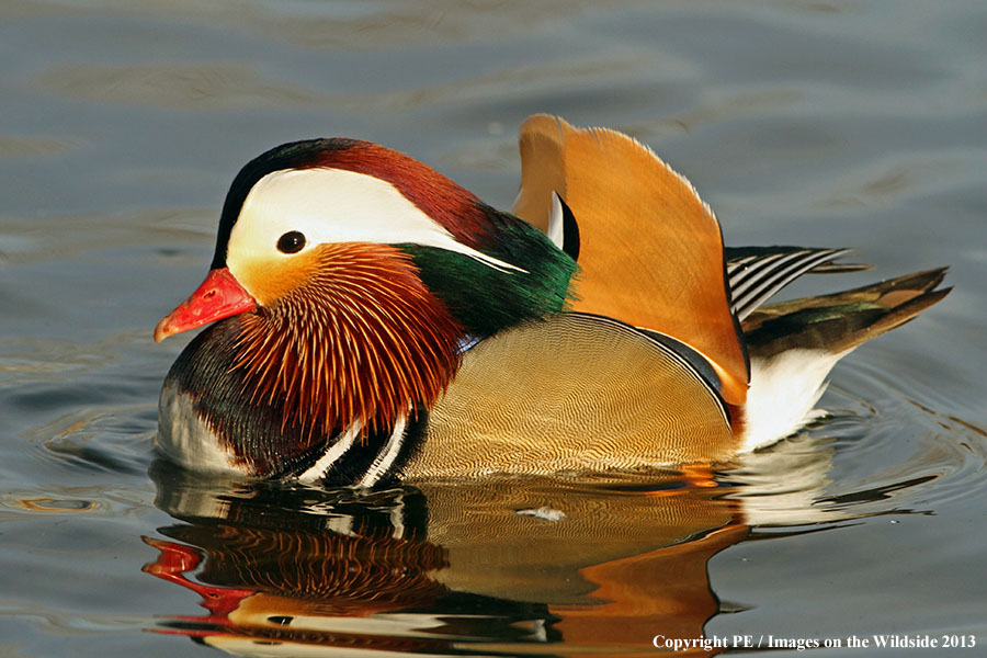 Mandarin duck in habitat.