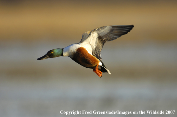 Shoveler duck