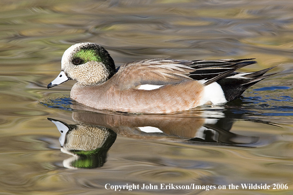 Wigeon in habitat.