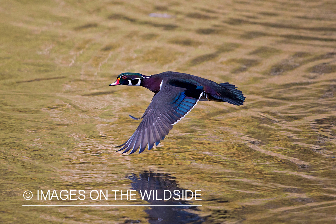 Wood duck in flight.