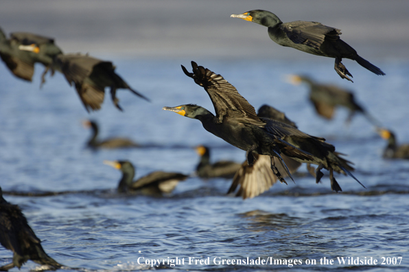 Double-crested cormorant