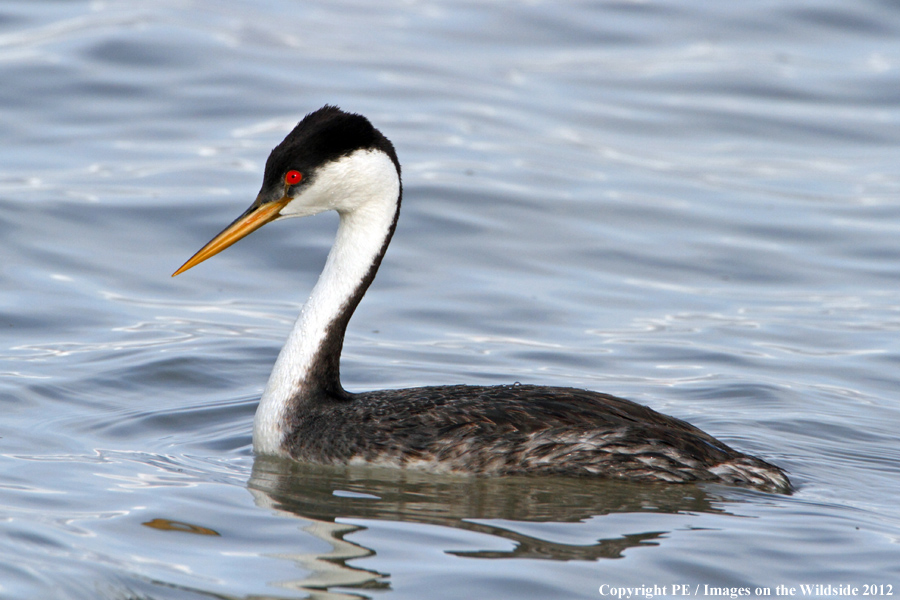 Western Grebe. 