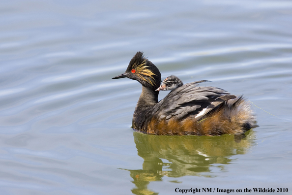 Eared Grebe