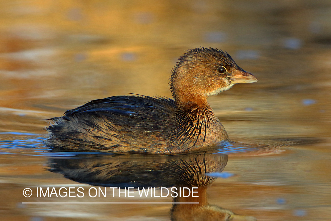 Pied-billed Grebe in winter plumage on water.