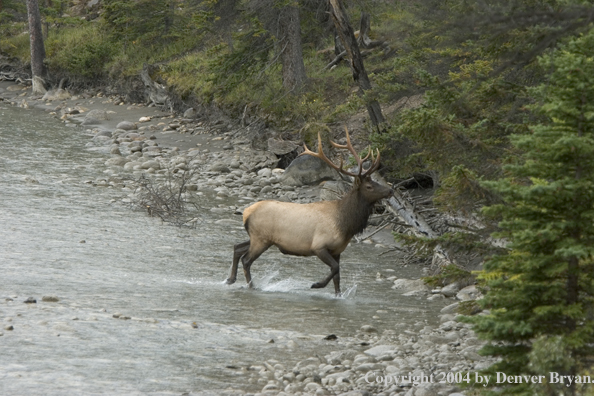 Rocky Mountain bull elk crossing stream.