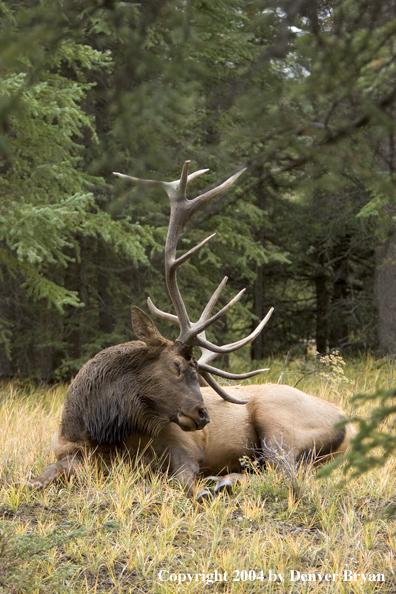 Rocky Mountain bull elk bedded (sleeping).