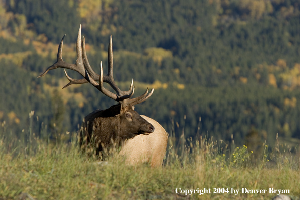 Rocky Mountain bull elk in habitat.