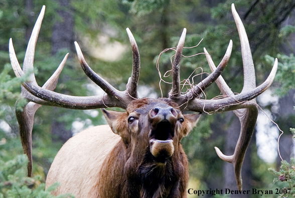 Rocky Mountain Elk