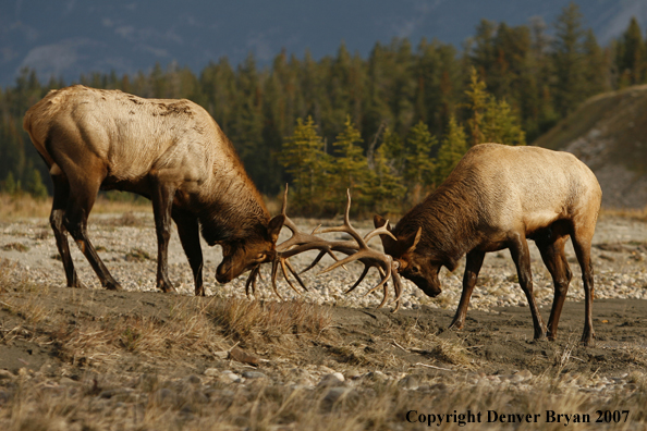 Rocky Mountain Elk fighting