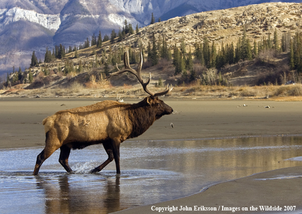 Rocky Mountain Elk 