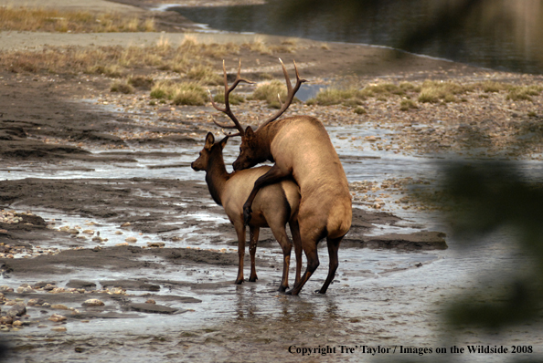 Rocky Mountain Elk mating