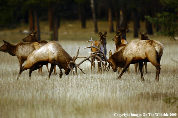 Bull Elk Fighting