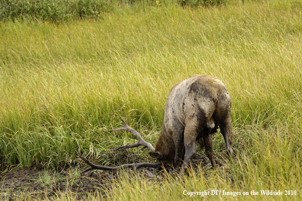 Rocky Mountain bull elk in a grassy meadow wallow.