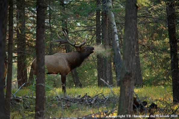 Rocky Mountain Bull Elk bugling. 