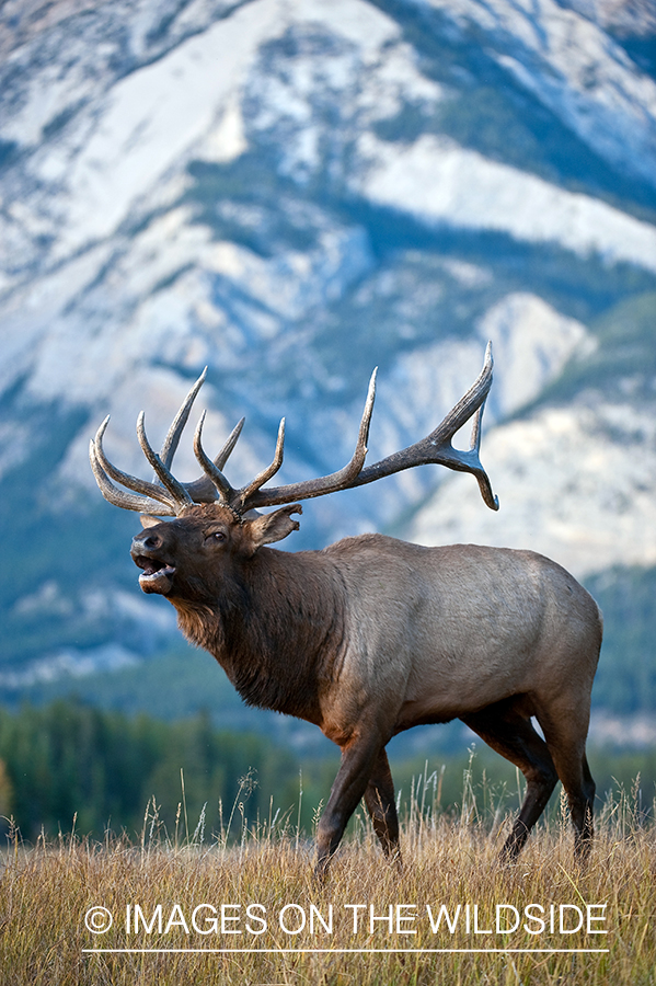 Bull elk bugling. 