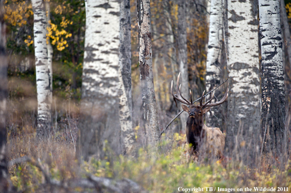 Rocky Mountain bull elk in habitat. 