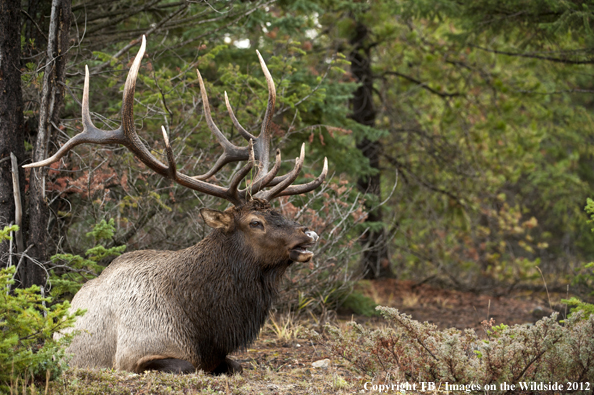 Bull elk bugling. 