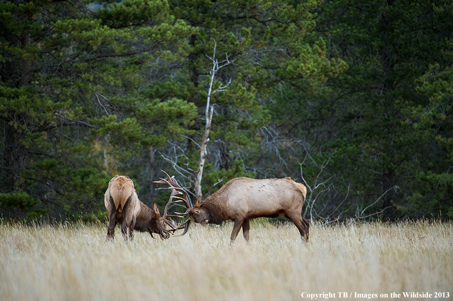 Bull elk fighting.