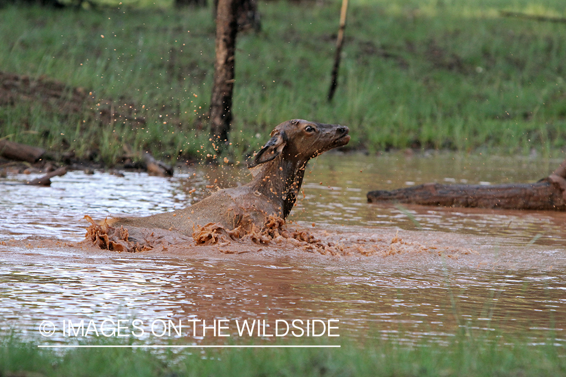 Rocky Mountain Elk calf playing in water. 