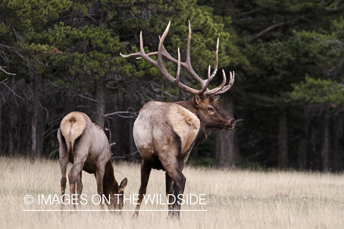 Rocky Mountain Bull Elk with cow during the rut.