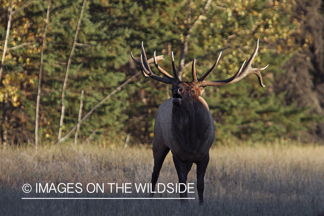 Rocky Mountain Bull Elk bugling in habitat.