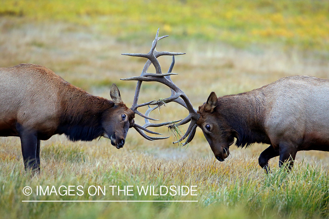 Bull elk sparring in field.