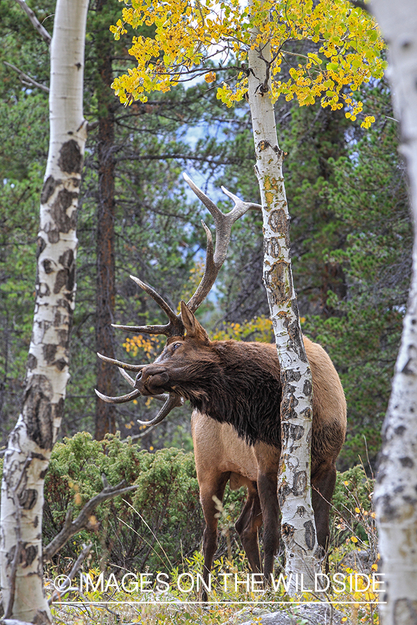 Bull elk rubbing against tree.