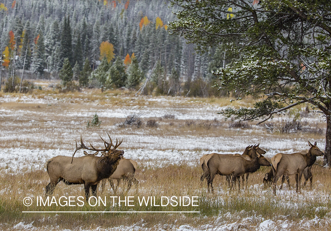 Elk herd in field.