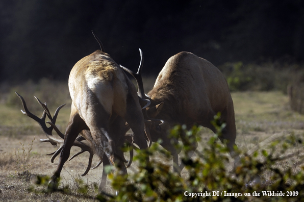 Roosevelt bull elk species.