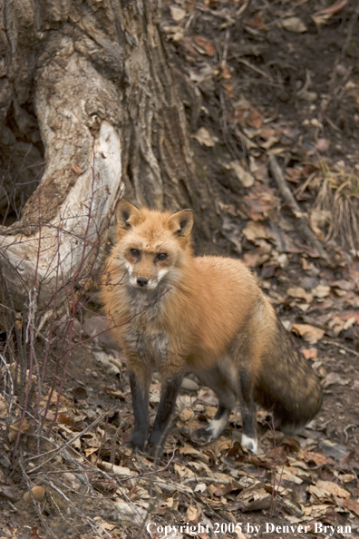 Red fox in habitat.