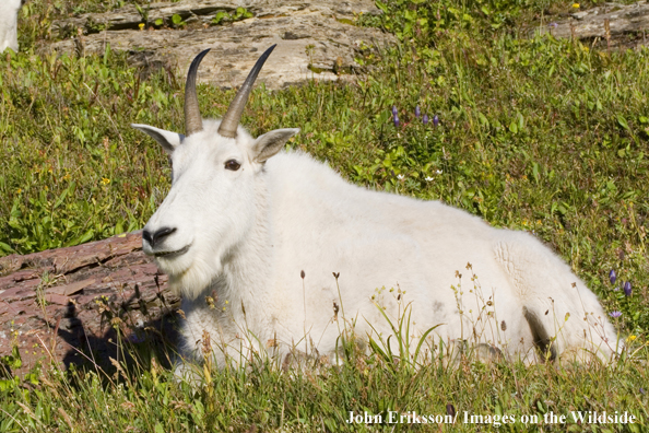 Rocky Mountain goat lying in habitat.