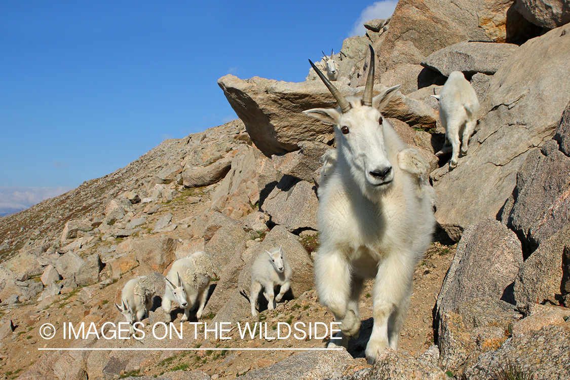 Rocky Mountain Goat in habitat.