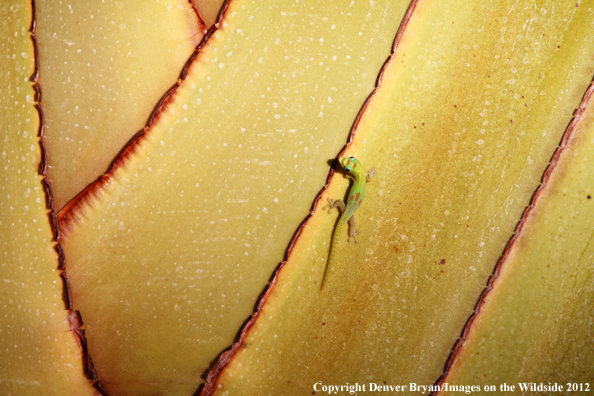 Gold dust day gecko on vegetation, Hawaii. 