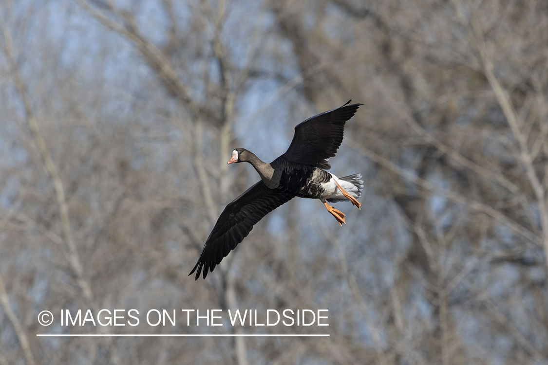 Specklebelly goose in flight.