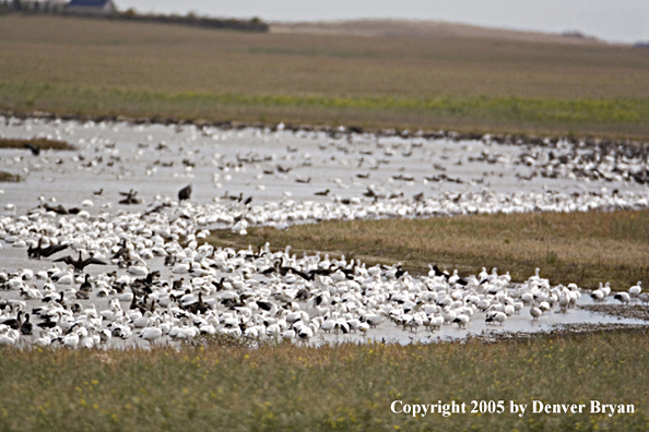 Flock of snow geese on water.