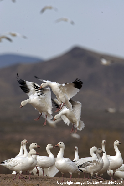 Snow Geese Flying